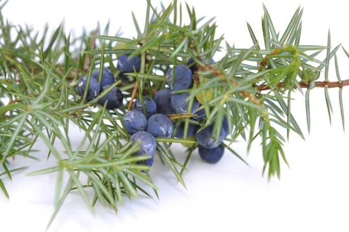 Juniper Berry Essential Oil