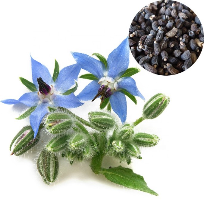 Borage Oil