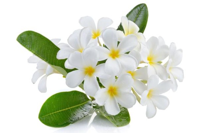 Frangipani Hydrosol