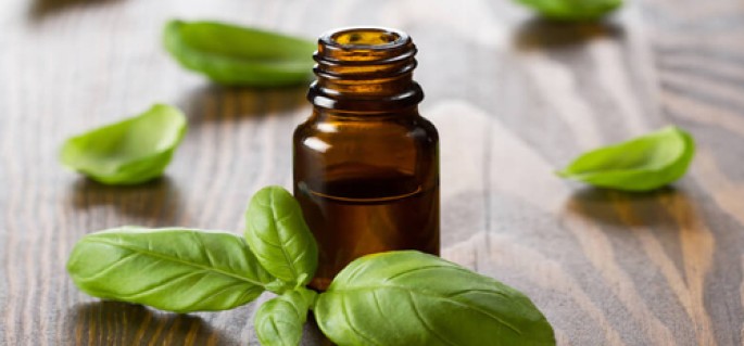 Basil Essential Oil (Sweet)
