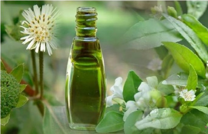 Bhringraj Extract (WATER SOLUBLE)