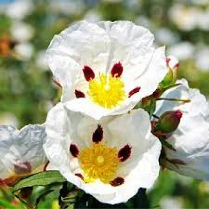 Labdanum Essential Oil