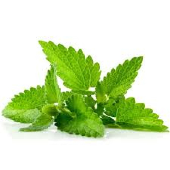 Melissa Essential Oil
