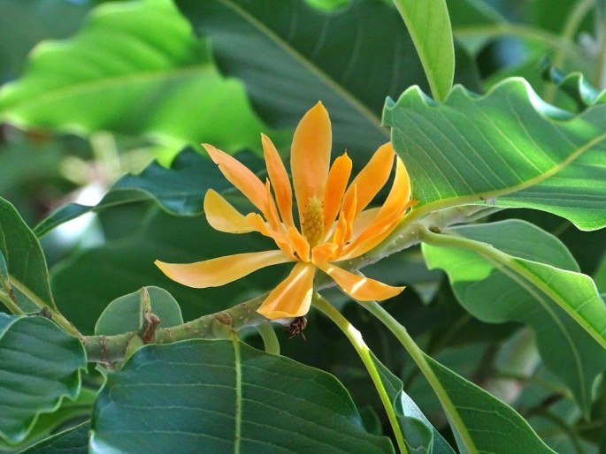 Champa (Magnolia) Hydrosol