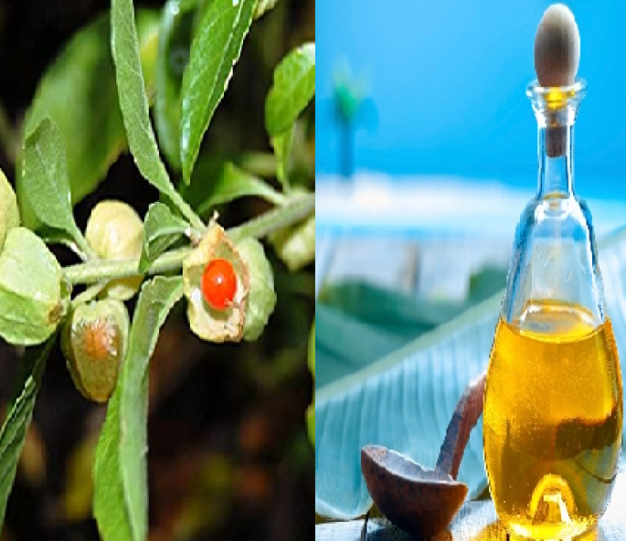 Ashwagandha Extract (WATER SOLUBLE)