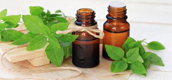 Basil Essential Oil (Holy)