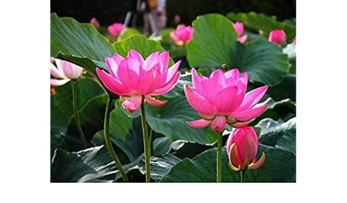 Lotus Extract (WATER SOLUBLE)
