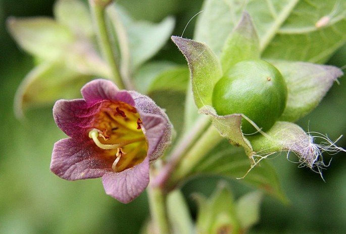 Belladonna Fragrance