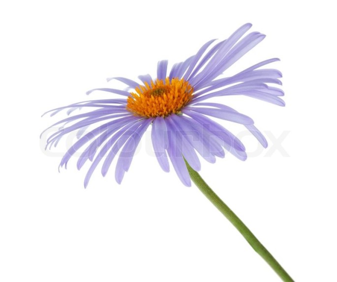 Chamomile Blue Essential Oil (German)