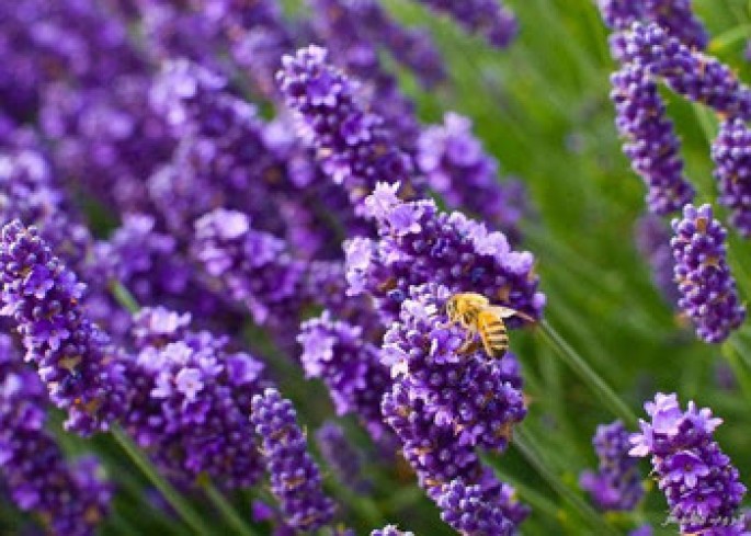 Lavender – Indian Essential Oil