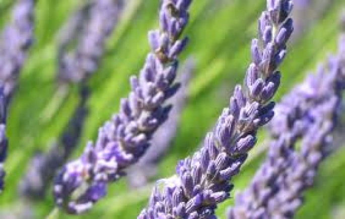 Lavender Hydrosol