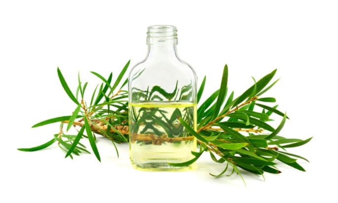 Cajeput Essential Oil