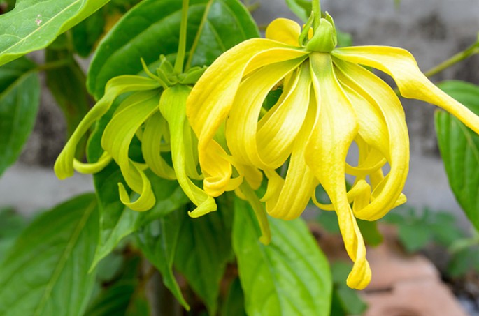 Cedar and Ylang Ylang Fragrance