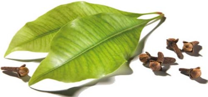 Clove Leaf Essential Oil