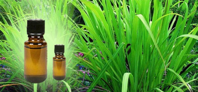 Palmarosa Essential Oil