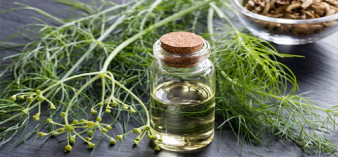 Fennel Essential Oil